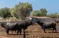 The buffalo farm, Italy. Royalty Free Stock Photo