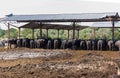 The buffalo farm, Italy.