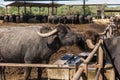 The buffalo farm, Italy.