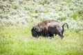 Big buffalo grazing in Yellowstone National Park, USA Royalty Free Stock Photo