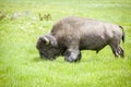 Big buffalo grazing in Yellowstone National Park, USA Royalty Free Stock Photo