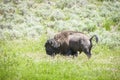 Big buffalo grazing in Yellowstone National Park, USA Royalty Free Stock Photo