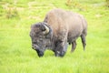 Big buffalo grazing in Yellowstone National Park, USA Royalty Free Stock Photo