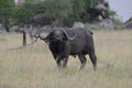 Big buffalo in serengeti national park in tanzania Royalty Free Stock Photo