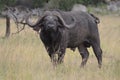 Big buffalo in serengeti national park in tanzania Royalty Free Stock Photo