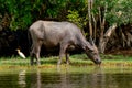 Big buffalo stand near riverbank to drink water from rivver and one bird stand in the back Royalty Free Stock Photo