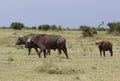 Big Buffalos in Africa Royalty Free Stock Photo