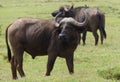 Big buffalos in Africa Royalty Free Stock Photo