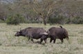 Big Buffalos in Africa Royalty Free Stock Photo