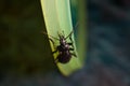 Black beetle closeup in evening light of a lamp Royalty Free Stock Photo