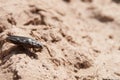 Big bug beetle macro on sand Royalty Free Stock Photo