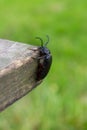 Beetle on the bench,Big bug beetle squirt on a wooden bench Royalty Free Stock Photo