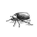 Big bug isolated Hand drawn vector sketch Royalty Free Stock Photo