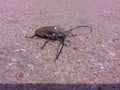 Big bug on sand