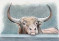 A big bull with beautiful horns Royalty Free Stock Photo