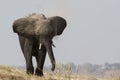 Big bull elephant charging