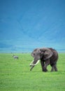Big bull elephant in grassland of Africa Royalty Free Stock Photo