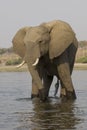 Big bull elephant standing in river Royalty Free Stock Photo