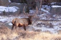 Big bull elk Royalty Free Stock Photo