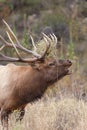 Big Bull Elk Bugling Close Up Royalty Free Stock Photo