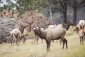 Big Bull Elk Bugling with cow elk Royalty Free Stock Photo