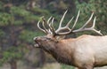 Big Bull Elk Bugling in the Rut Royalty Free Stock Photo