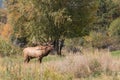 Big Bull Elk Bugling in Rut Royalty Free Stock Photo