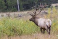 Big bull elk in full rut Royalty Free Stock Photo