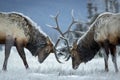 Big bull elk locking heads. Royalty Free Stock Photo