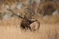 Big bull elk with sage in antlers Royalty Free Stock Photo