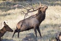 Big Bull Elk Scratching Self With Antlers Royalty Free Stock Photo