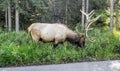 Big Bull elk side of road jasper national park Royalty Free Stock Photo