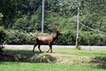 Big bull elk in velvet Royalty Free Stock Photo