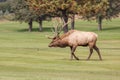 Big Bull Elk Walking Royalty Free Stock Photo