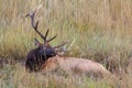 Big Bull Elk in Wallow Royalty Free Stock Photo