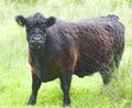 Big bull on a farm cow