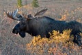 Big Bull Moose Royalty Free Stock Photo