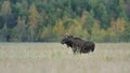 Big bull moose Royalty Free Stock Photo