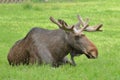 Big bull moose (Alces Alces) with velvet covered palmated antlers lying on a green grass field eyes closed