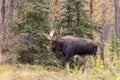 Big Bull Moose in Autumn Royalty Free Stock Photo