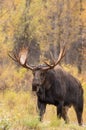 Big Bull Moose in Autumn Royalty Free Stock Photo