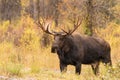 Big Bull Moose in Autumn Royalty Free Stock Photo