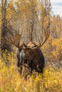 Big Bull Moose in Fall Royalty Free Stock Photo