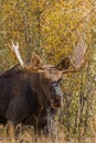 Big Bull Moose in the Fall Rut Royalty Free Stock Photo