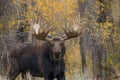 Big Bull Moose in Fall Royalty Free Stock Photo
