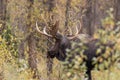 Big Bull Moose in Fall Royalty Free Stock Photo