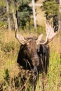 Big Bull Moose Head On Royalty Free Stock Photo