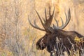 Big Bull Moose Portrait Royalty Free Stock Photo