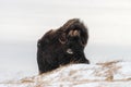 Big bull of muskox Royalty Free Stock Photo