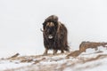 Big bull of muskox Royalty Free Stock Photo